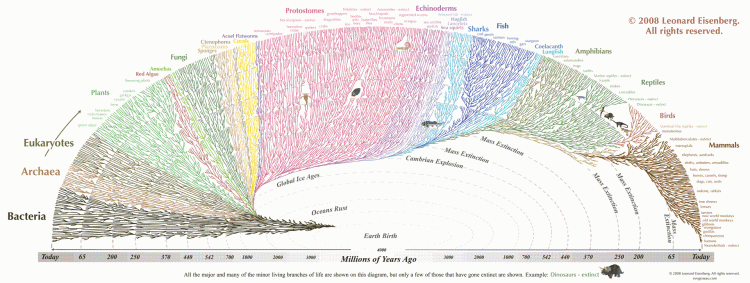 Evolution's Tree of Life 