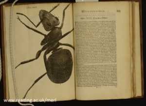 drawing of an ant from Micrographia by Robert Hooke