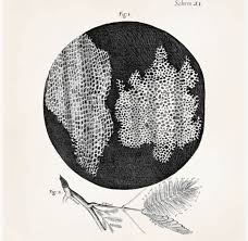 Rendering of a Cork Cell as seen by Robert Hooke; Micrographia, 1665
