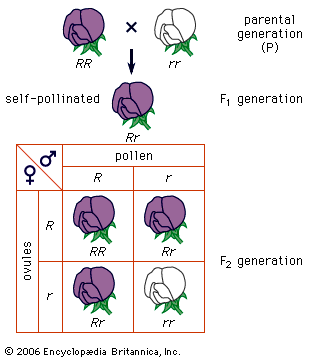 Gergor Mendel's pea plant experiment
(Credit: Encycleopedia Britannica)