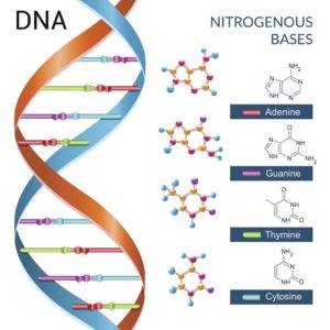 DNA double helix and its nitrogenous bases