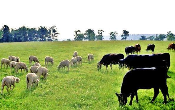 Grazing sheep and cattle