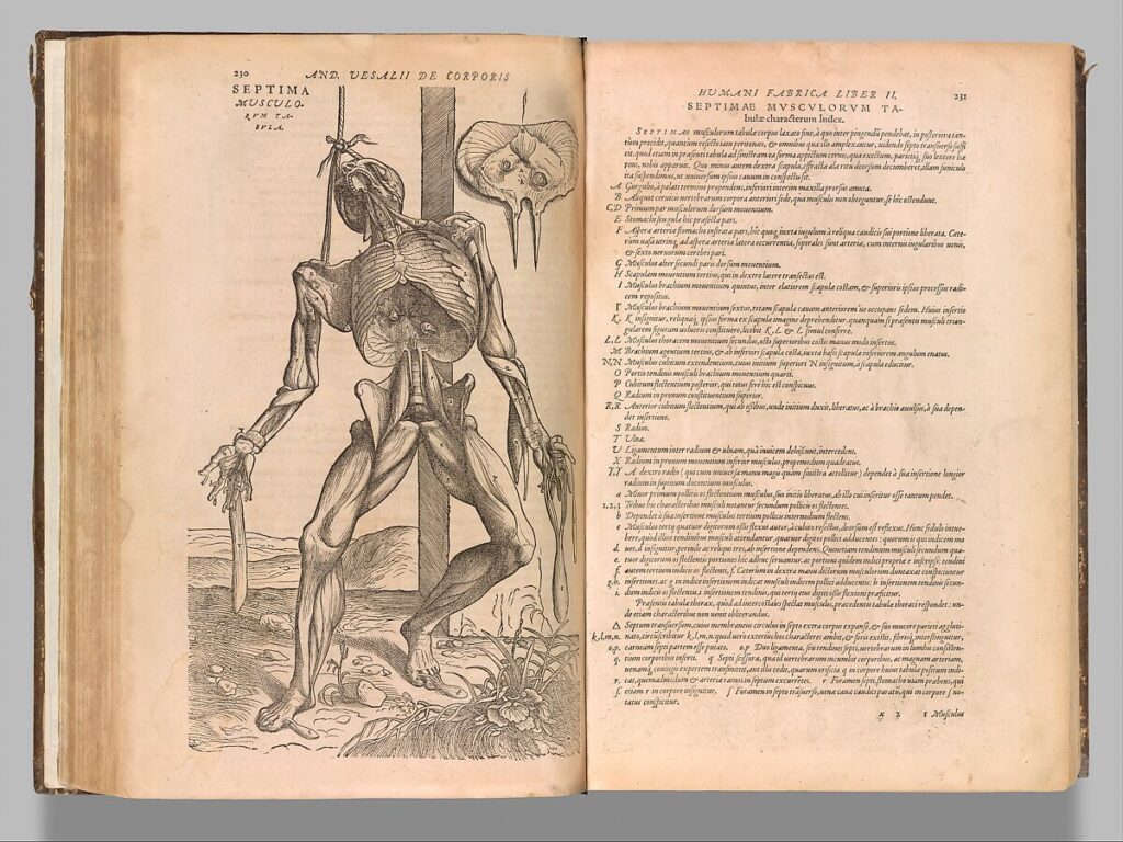 Illustration from De humani corporis fabrica