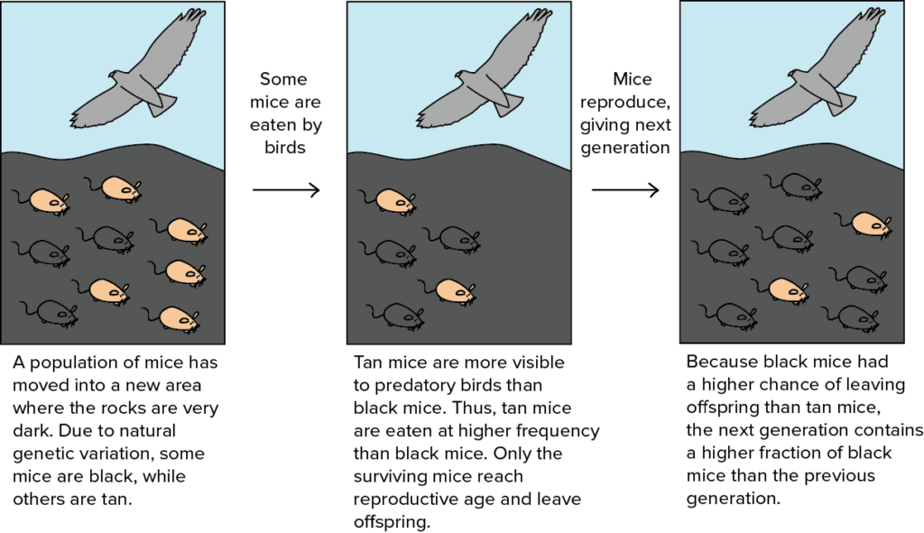 Illustration of Darwin's finches demonstrating natural selection.
