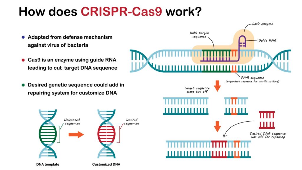 Illustration of CRISPR/Cas9 gene editing process.

